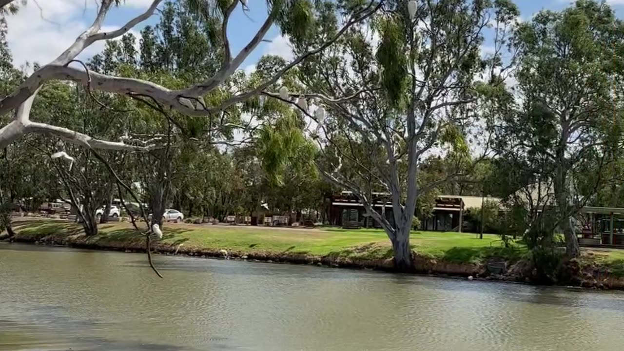 Wimmera River Vic Australia - 3