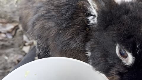 Cute Bunny Eating Leaves 🍁🐰 | Relaxing & Adorable!