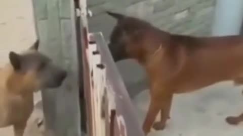 lol dogs