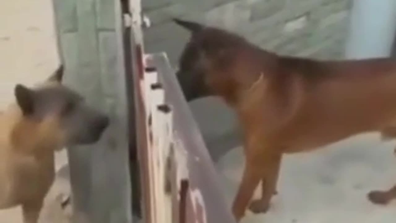 lol dogs