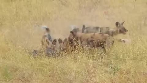Ruthless Wild Dog Attacks Caught on Camera! 2 🐕🔥