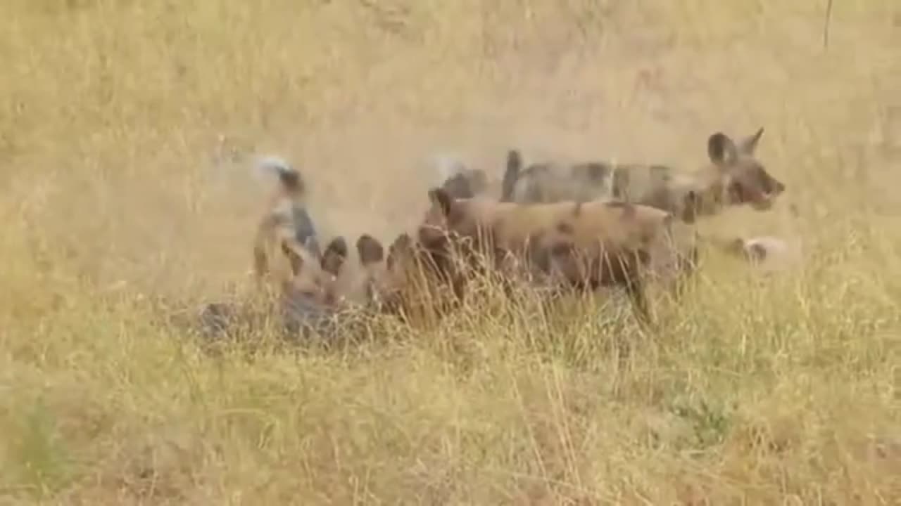 Ruthless Wild Dog Attacks Caught on Camera! 2 🐕🔥