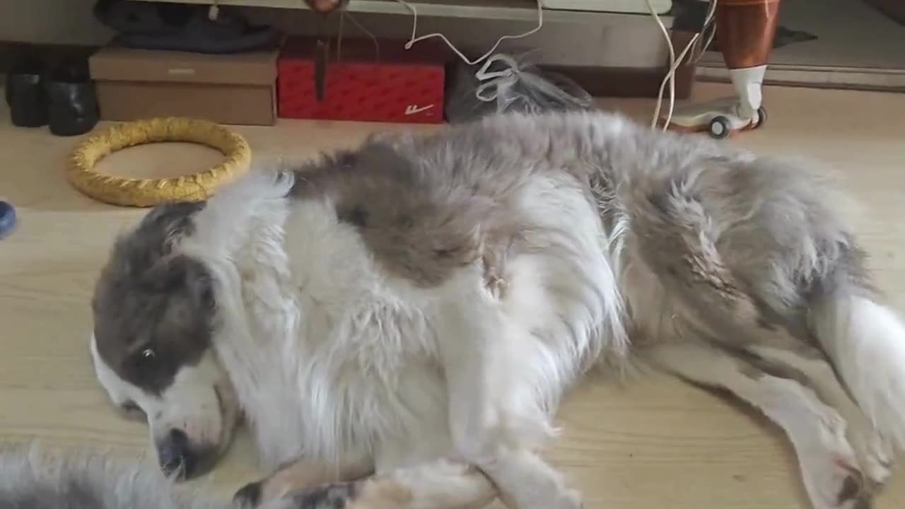 “POV: You’re playing dead and your friend is just vibin’ 😅🐶”