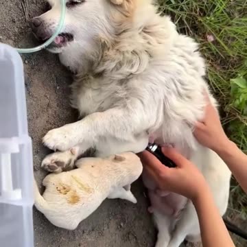 Stop Abandoning Defenseless Animals! 🚫🐾💔