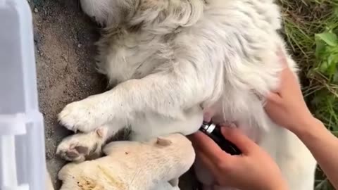 Stop Abandoning Defenseless Animals! 🚫🐾💔