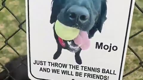 One Tennis Ball Away from New Best Friends