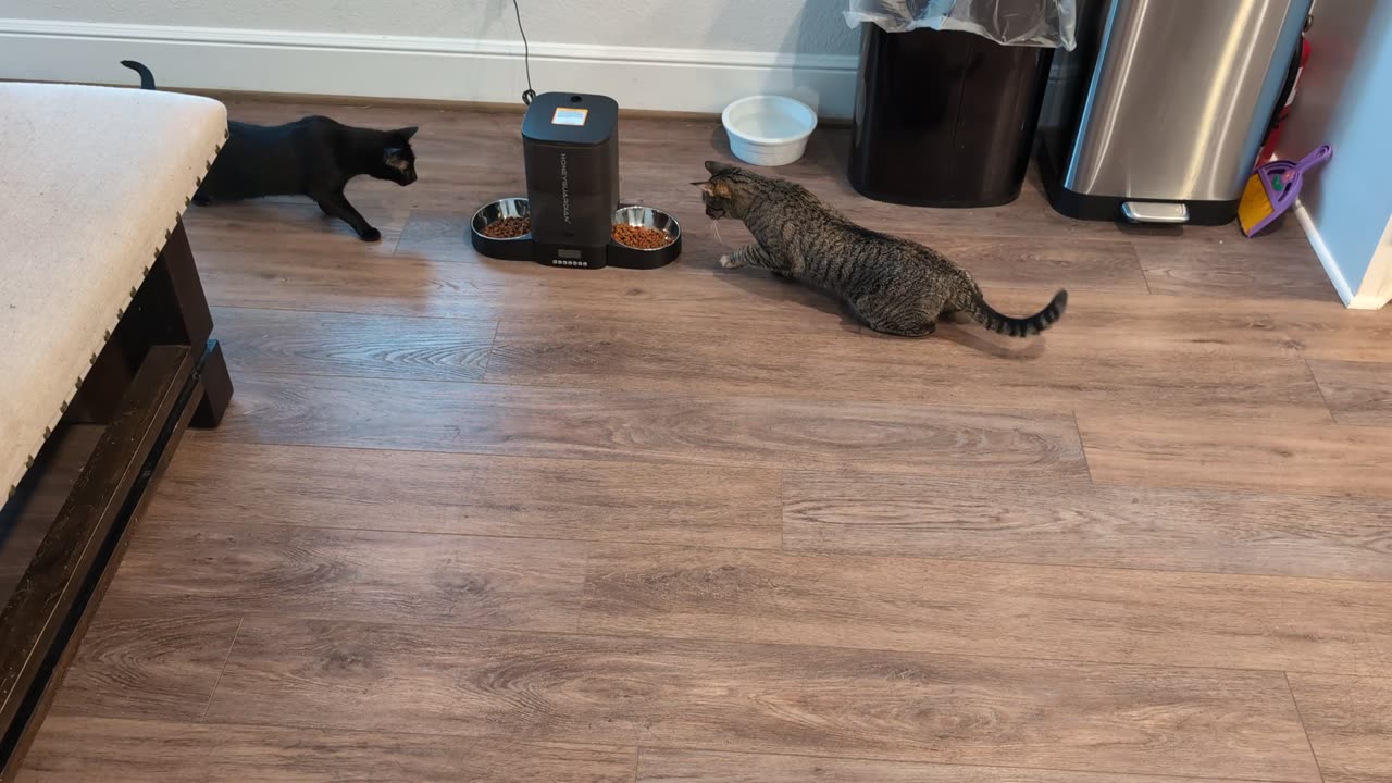 Cats Cautious of New Automatic Feeder