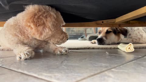 🐕🗣️ My Dogs’ Hilarious ‘Conversation’ Will Crack You Up! | FunFM