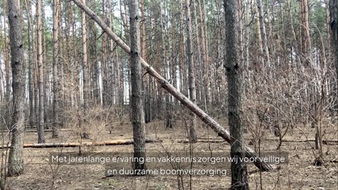 Boomverzorging Apeldoorn