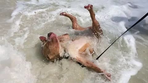 Dogs obsessed with water but always failing unexpectedly