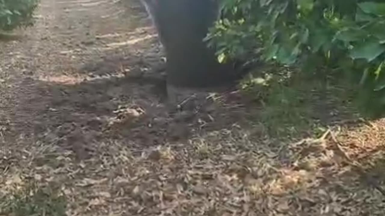 Documentation: Iranian missile fell in an orchard