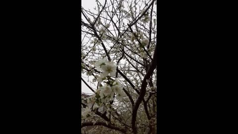 Yellow Plum Tree