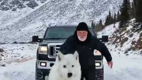 Mother Snow Wolf Saves Her Cubs with the Help of an Old Guy!