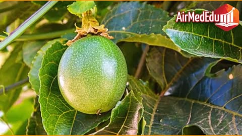 45 Beneficios de las Hojas de Maracuyá