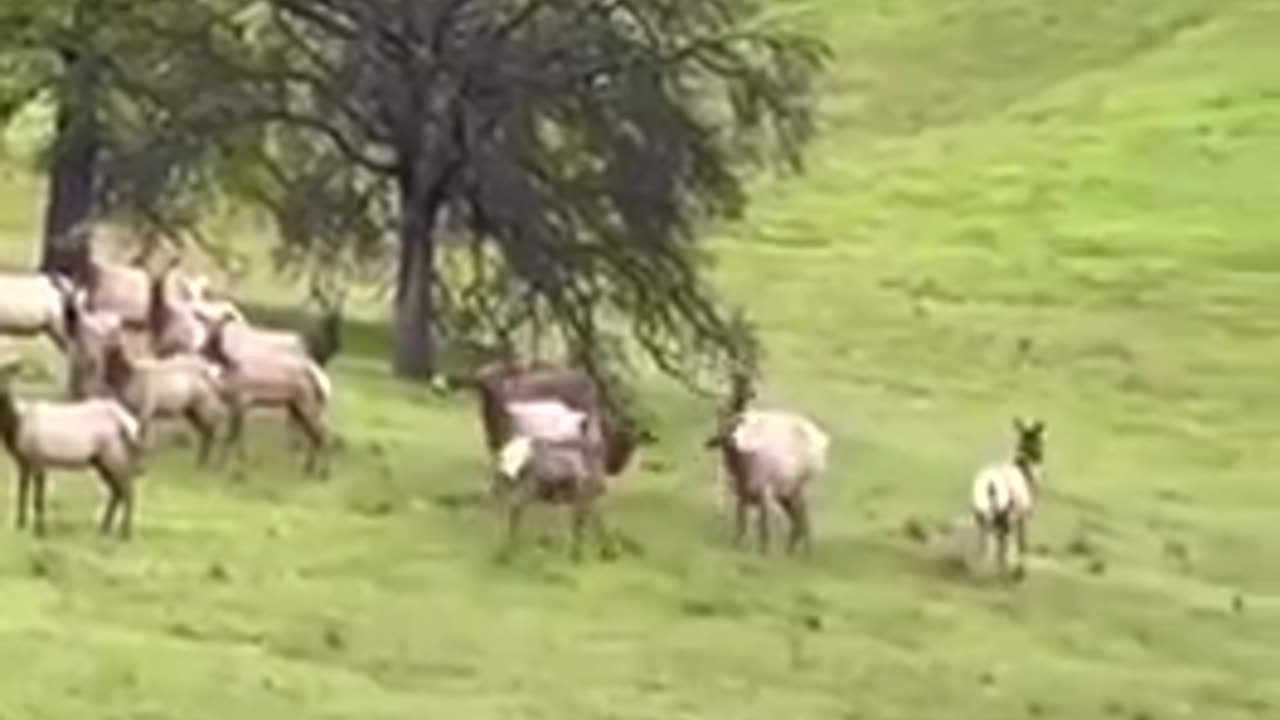 🧠✨ Rare Bond: Donkey Finds New Family with Elk After 6 Years! | FeedMyCuriosity