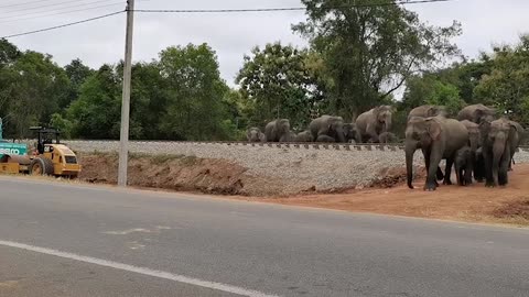 Wild elephants crossing road in Sri Lanka