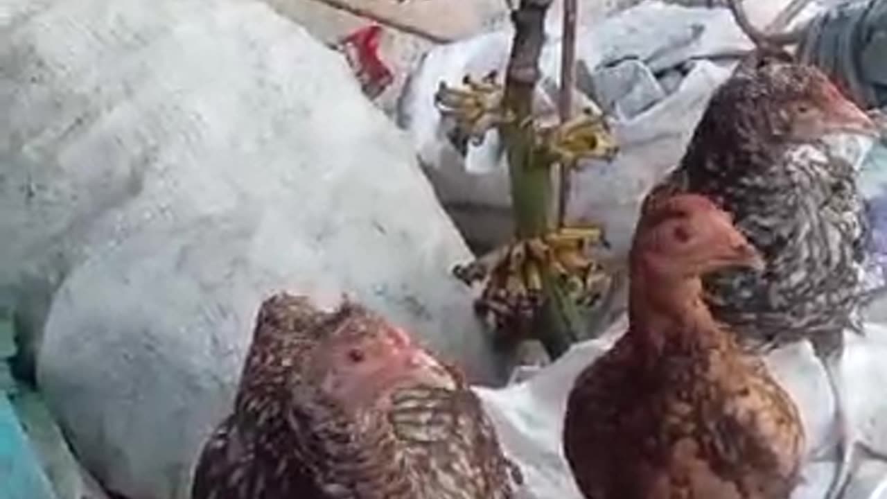 Daymi And Friends