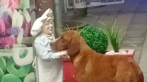 Dog Gets Pet by a Statue