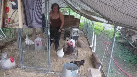 Chicken Live Stream