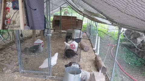 Chicken Live Stream