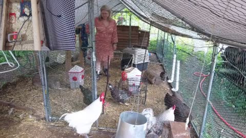 Chicken Live Stream