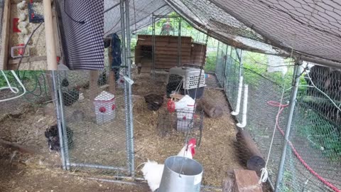 Chicken Live Stream