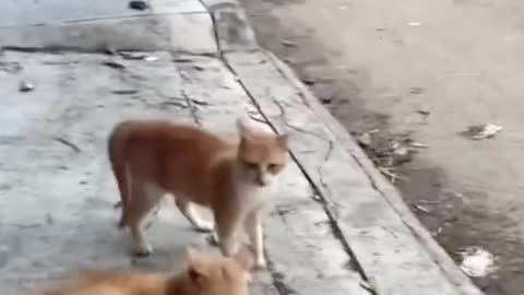 Cats scare people too 😂