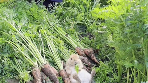 Hop into Happiness with Adorable Bunnies! 🐰🐇