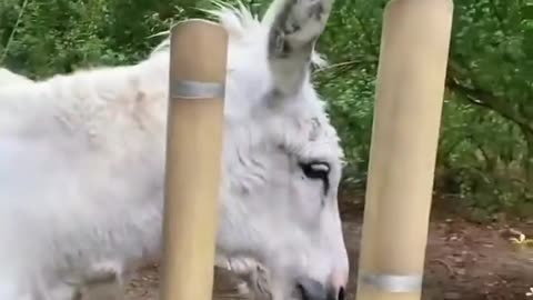🧠😍 Watch a Chimpanzee Hand-Feed a Donkey! You Won't Believe This Friendship | FeedMyCuriosity