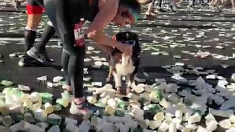 Dog Takes Part In Marathon