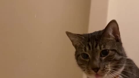 😱🐱 Big Tough Kitty Chomping at His Enemy, the Shower! | FunFM