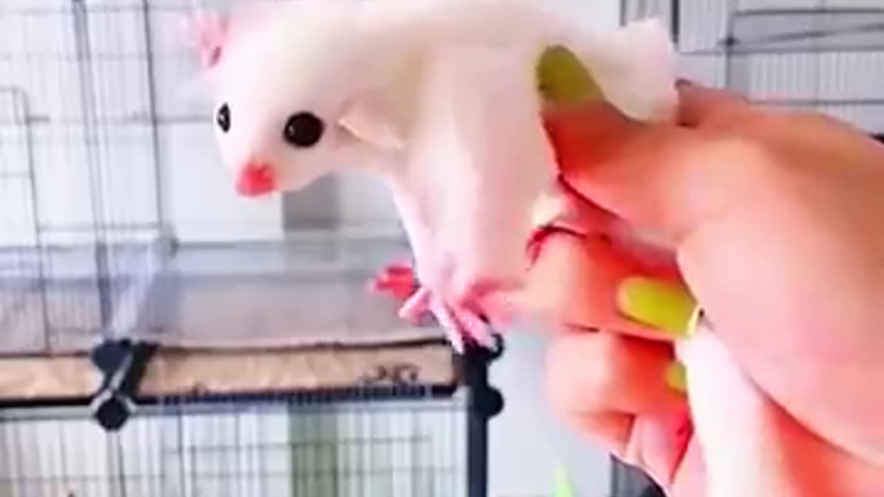 "Girl Finds and Saves Abandoned Sugar Glider Baby"😱😱