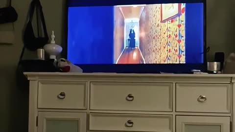 Littels Dog's Comedy Videos 🤣 so cute videos 😍 funny videos 🤣 so much for watching 🤣