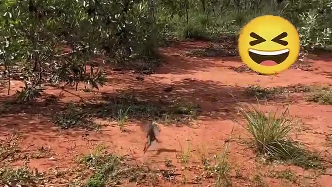 Animals fun
