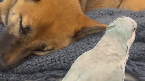 Parakeet Wakes Dog With A Start