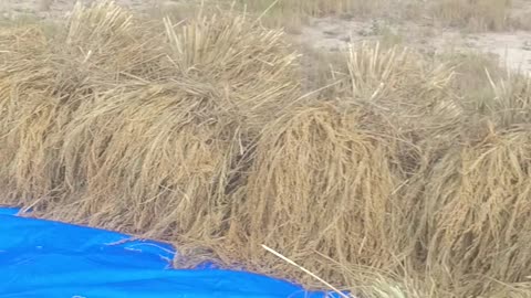 Peaceful Paddy Fields | Rural Life in India