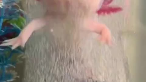 Cute Axolotl