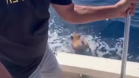 😂🐾 Wait for the Ending! Hilarious Pet Goodbye | FunFM