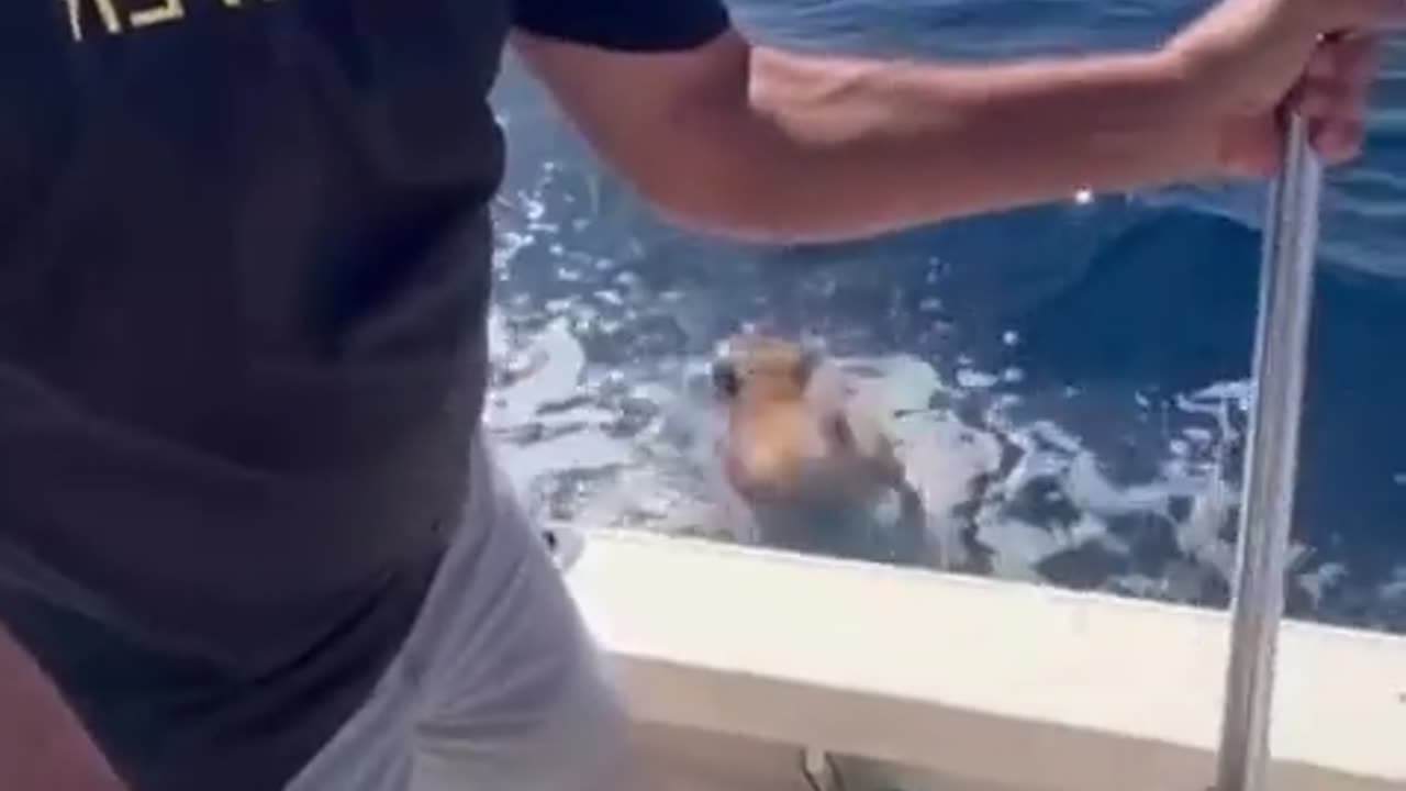 😂🐾 Wait for the Ending! Hilarious Pet Goodbye | FunFM