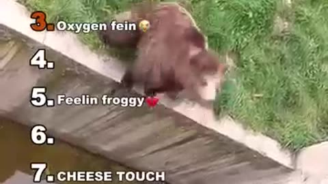 Funny animal