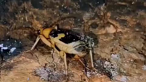 Bombardier Beetles spray boiling acid (212 degrees f) as a defence mechanism against predators