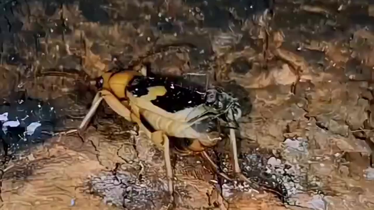 Bombardier Beetles spray boiling acid (212 degrees f) as a defence mechanism against predators