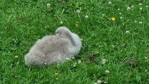 Mute Swan Cygnets In North Wales
