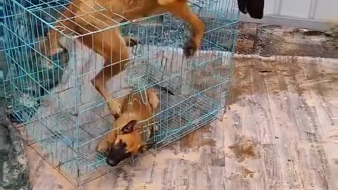 smart 👍 dog