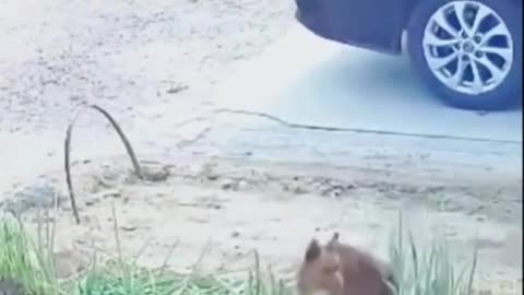 Angry Dog Revenge 😂 | Pet Fails 2025 | Hilarious Animal Shorts