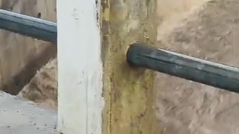 Dog Cornered Next to a Flood