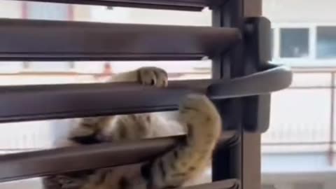 Cats are spies 🤭😅🧐
