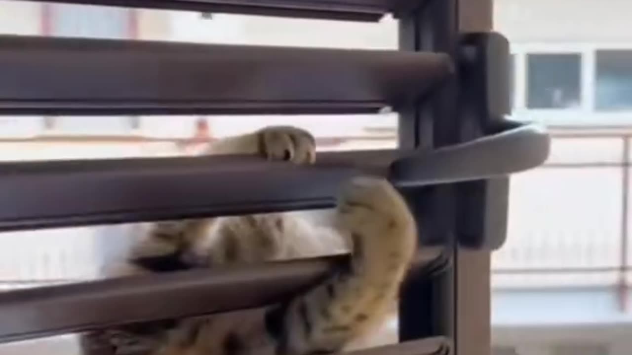 Cats are spies 🤭😅🧐