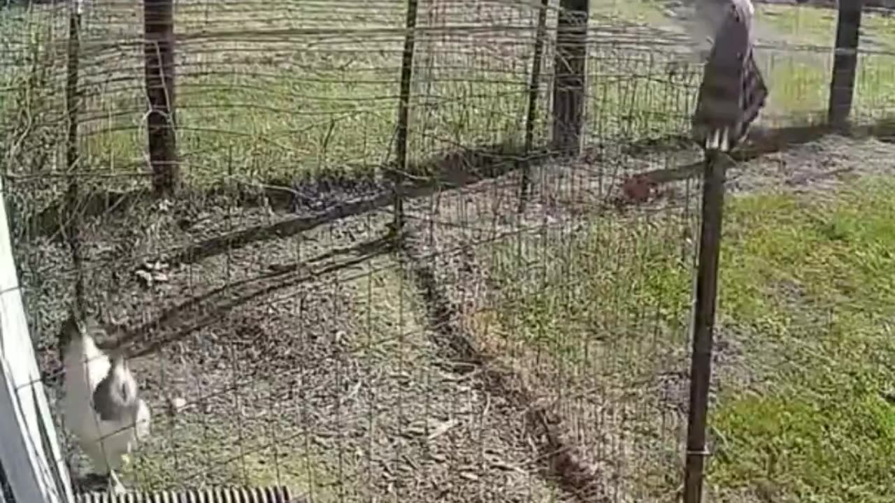 The rooster saves the hen from a hawk..