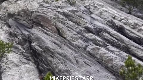 Was Mount Rushmore once a giant Cedar Tree